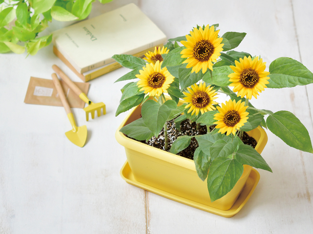 ENJOY PLANTER FLOWER - 聖新陶芸株式会社｜栽培キットの企画・製造・販売