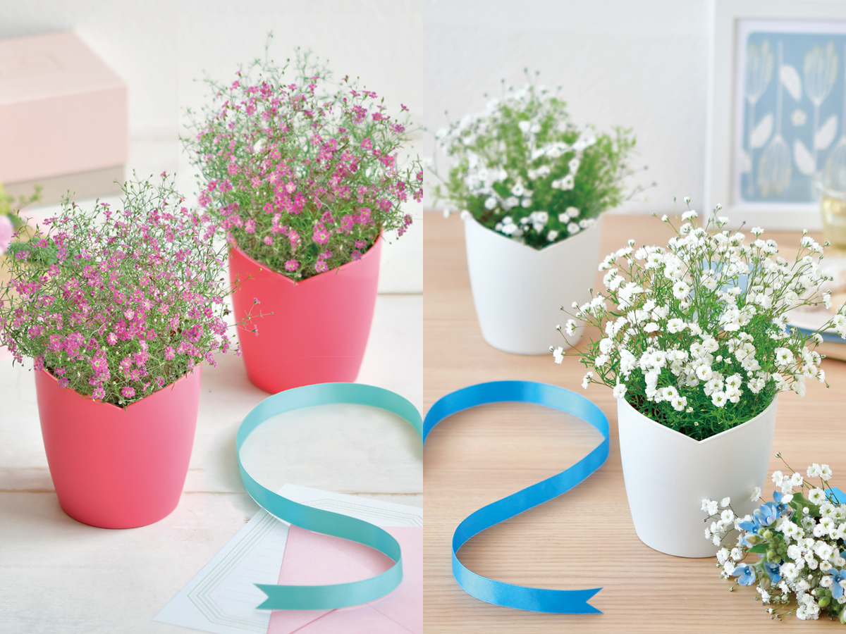 ふんわりかすみ草栽培セット - 聖新陶芸株式会社｜栽培キットの企画