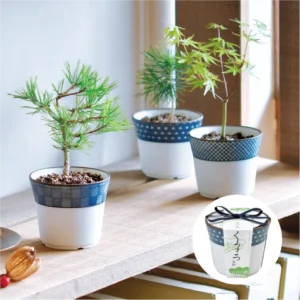 染付小紋 盆栽栽培セット - 聖新陶芸株式会社｜栽培キットの企画・製造