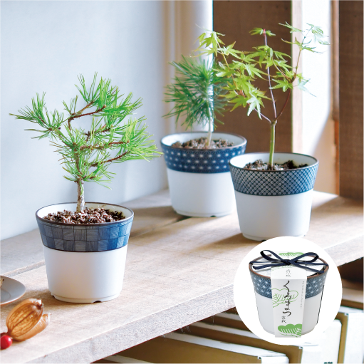 染付小紋 盆栽栽培セット - 聖新陶芸株式会社｜栽培キットの企画・製造