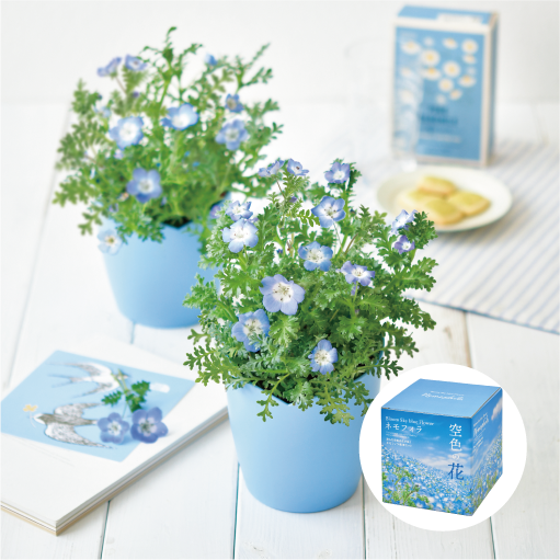 空色の花ネモフィラ栽培セット - 聖新陶芸株式会社｜栽培キットの企画