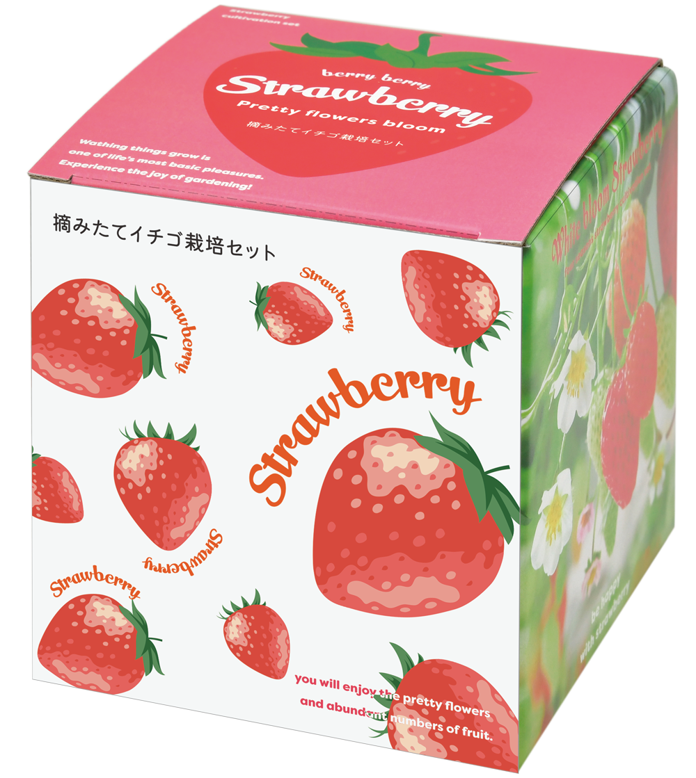 摘みたてイチゴ栽培セット - 聖新陶芸株式会社｜栽培キットの企画