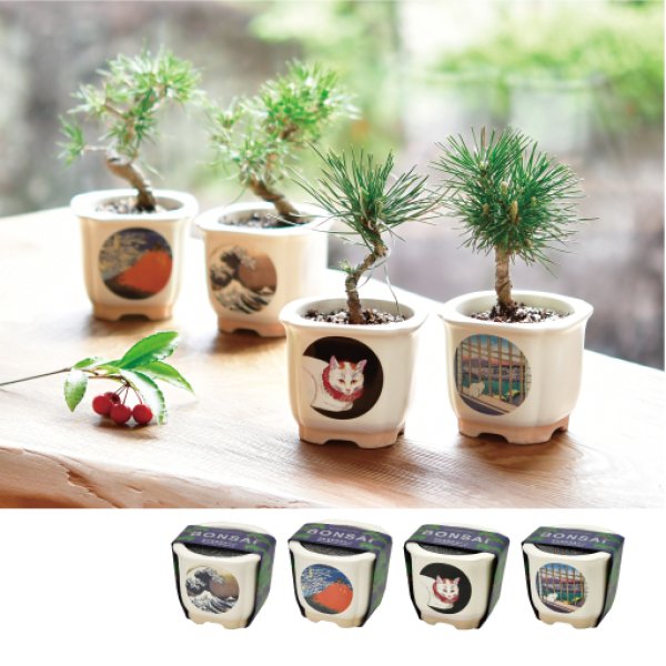 JAPANESE BONSAI｜和モダンの人気な栽培キット。インテリアにぴったり