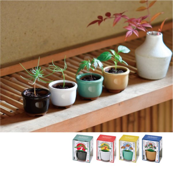 HACO MAME盆栽栽培セット｜手のひらサイズで旅行のお土産に便利な盆栽