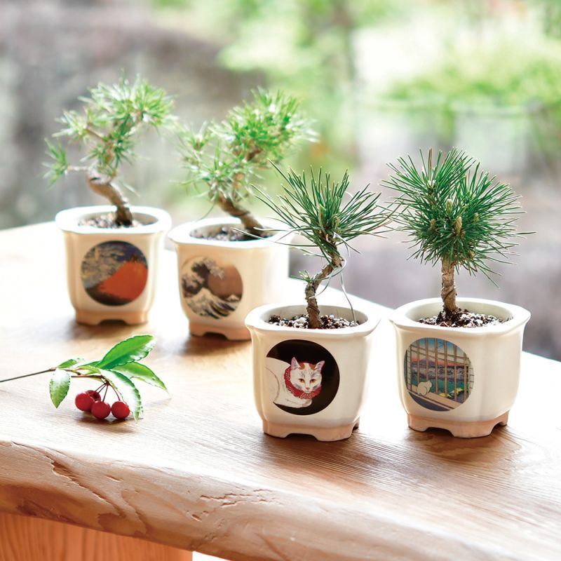 JAPANESE BONSAI｜和モダンの人気な栽培キット。インテリアにぴったり