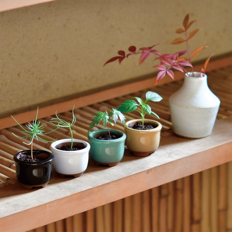 HACO MAME盆栽栽培セット｜手のひらサイズで旅行のお土産に便利な盆栽