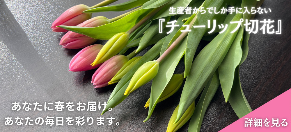 せたがやチューリップ農園 - チューリップ切花を通販（通信販売）でお