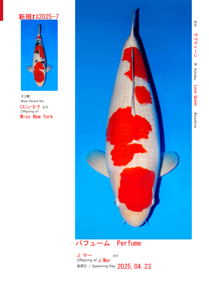 1st. Sakai Super Tategoi Cupオンラインオークションのニューフェイス