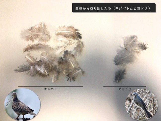 巣箱の中の巣材の羽標本 | SKG 羽のバックヤード