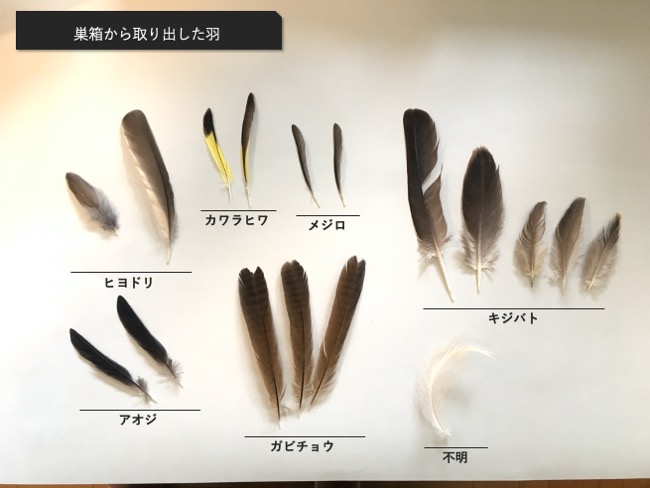 巣箱の中の巣材の羽標本 | SKG 羽のバックヤード