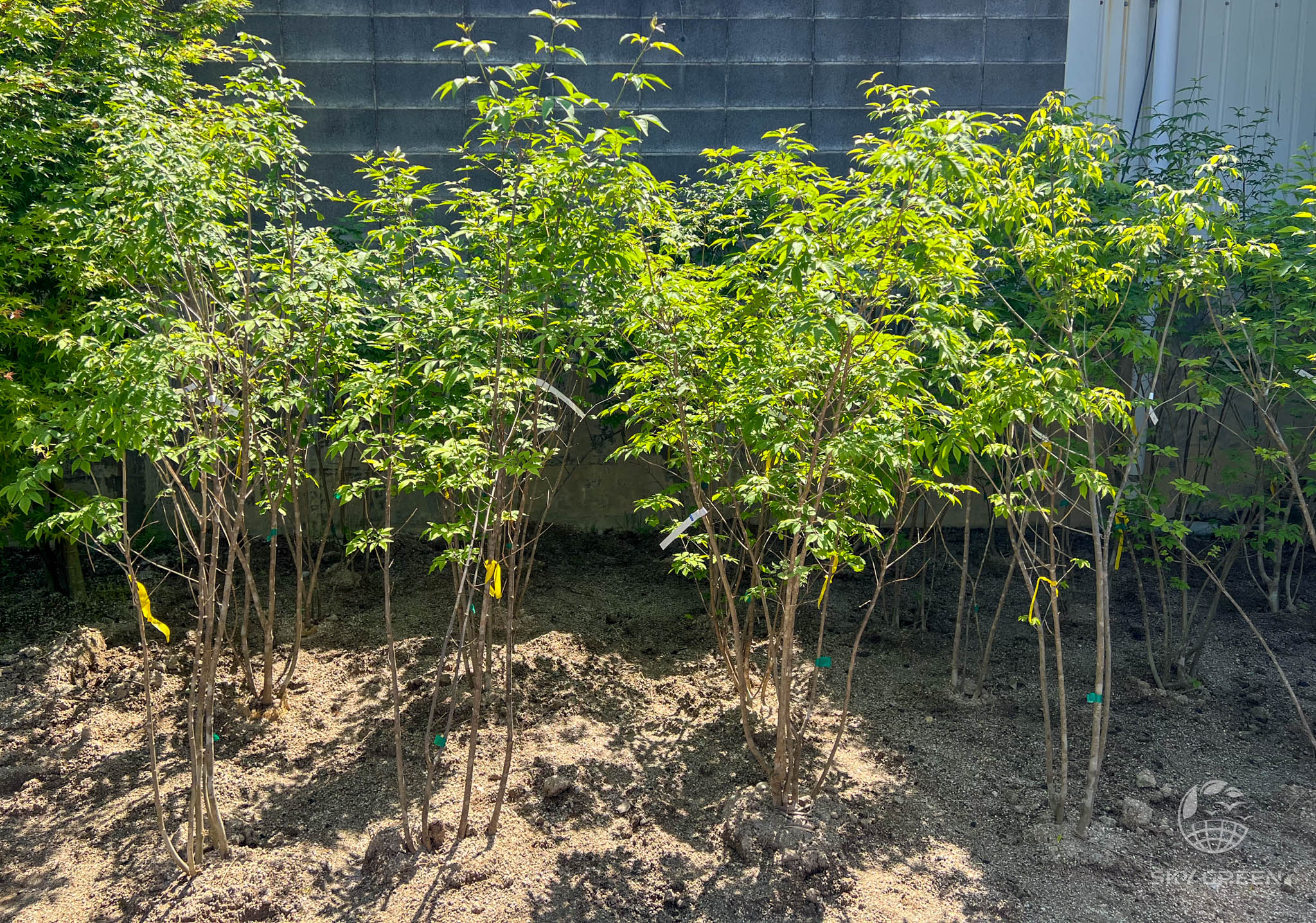 新春特価。山採りシロモジ。 極上。。山採りシロモジ株。 配送 極上