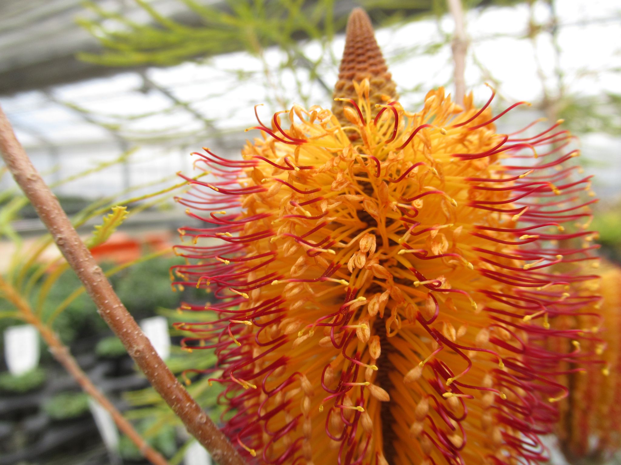 バンクシア スピヌロサ（ヘアピン）の育て方。 細葉で寒さにも暑さにも