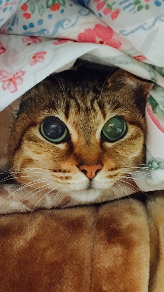 デュプレ クリーム(通常購入): シリーズから探す / ナリスオンライン