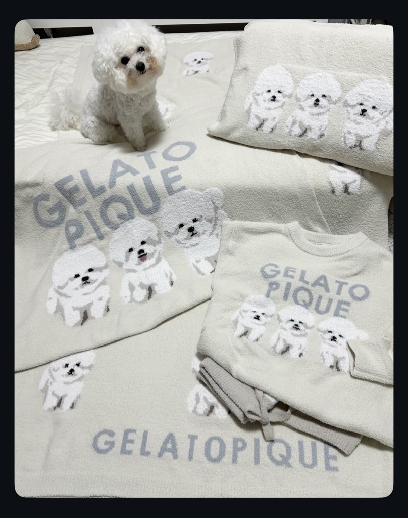 ジェラートピケ マルチカバー ビションフリーゼ オフホワイト 新品未