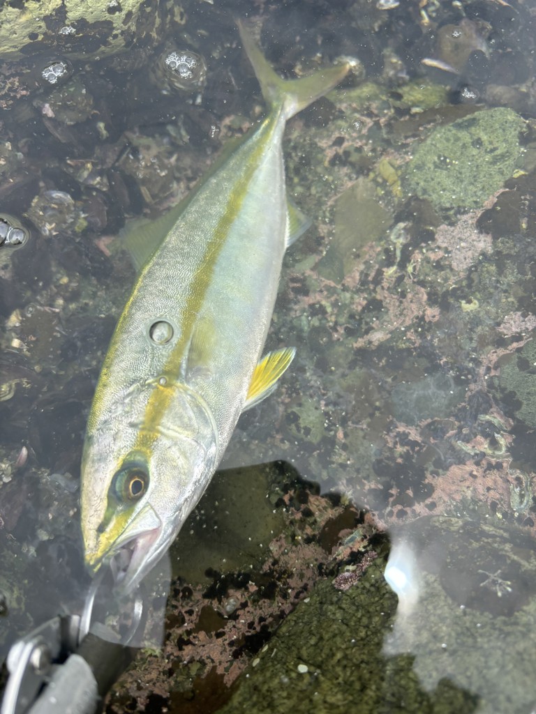 ヤマガブランクス ブルーカレントIII 82 アジングロッド - 釣具の