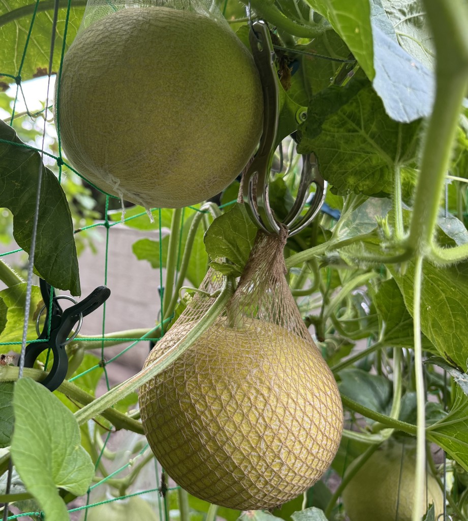 ネットメロン ころたん（R） 自根苗｜種（タネ）,球根,苗,資材