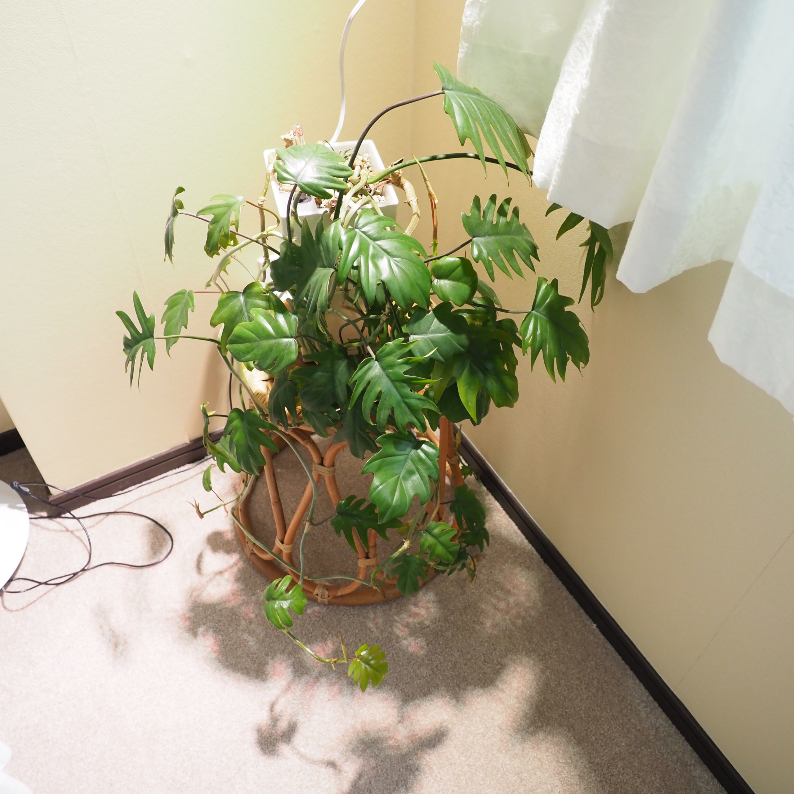 IKEA】お手頃価格の栽培用LEDライト【VÄXER ヴェクセル​​​】【生産終了