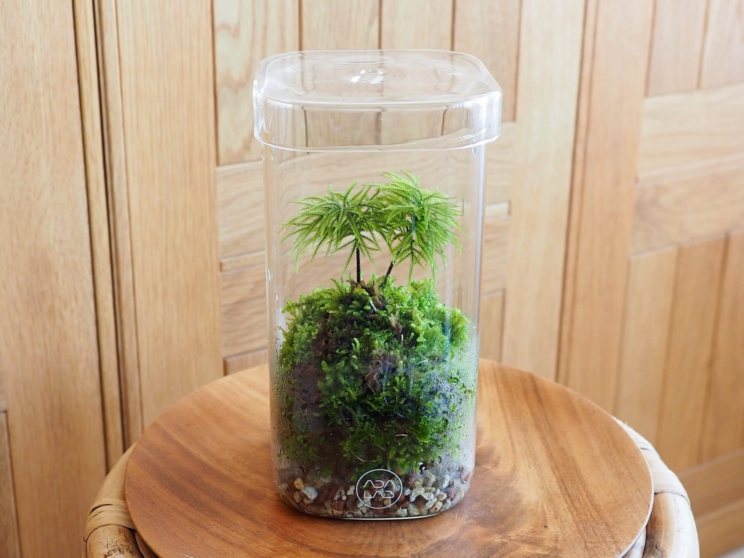 苔テラリウム】超簡単・ガラス容器に入れるだけ【コウヤノマンネングサ