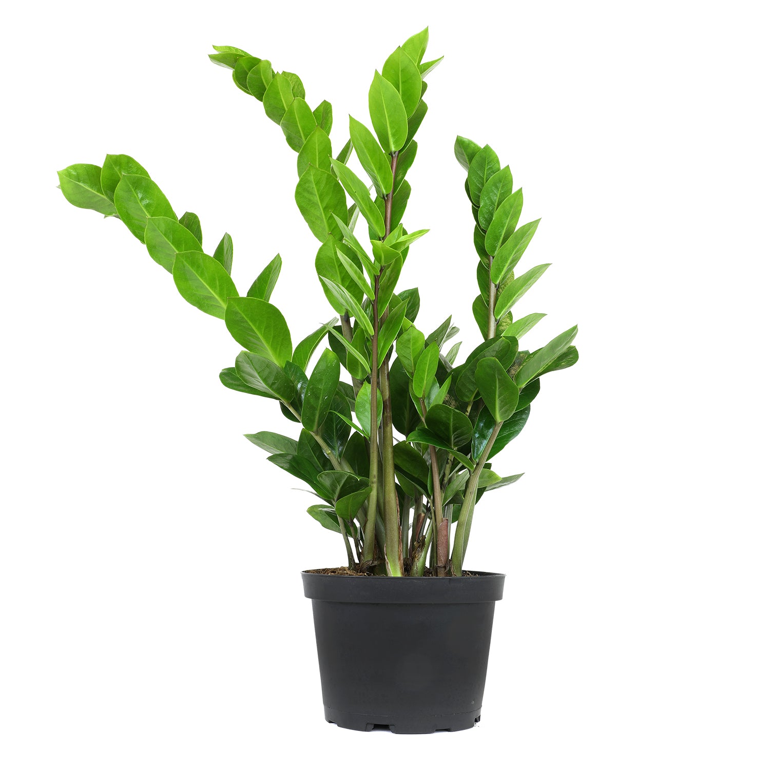 ZZ Plant: Easy Live Houseplant - (6” Pot) – Easy Plant Care