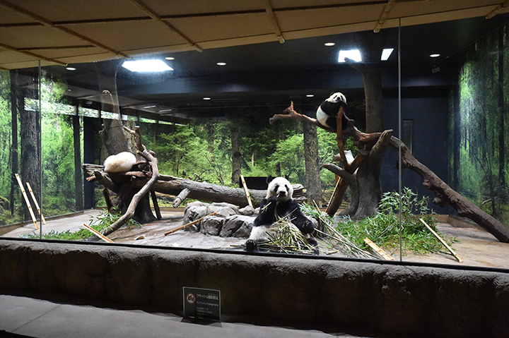 シャオシャオとレイレイ、タケノコに興味津々！ | 上野が、すき。