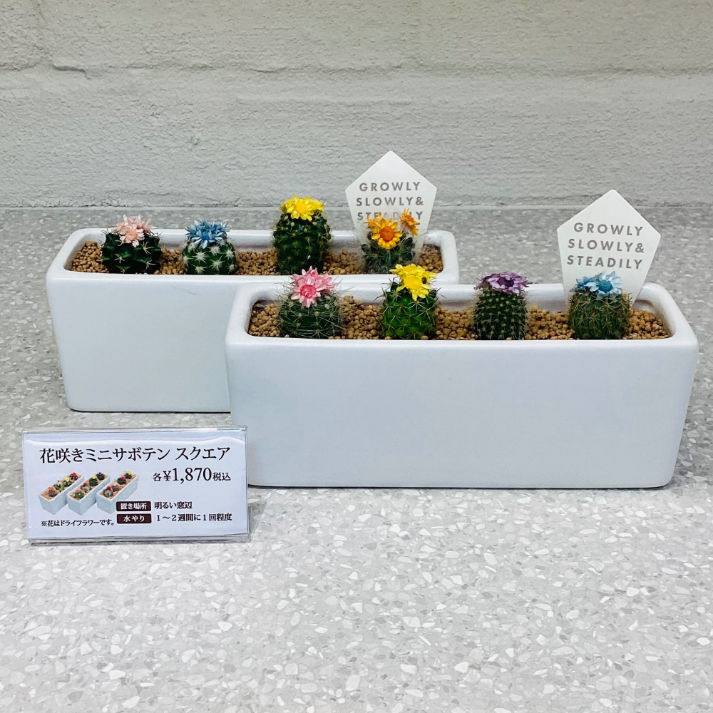 ギフトにもおすすめ！【花咲ミニサボテン🌵】 | アフタヌーンティー
