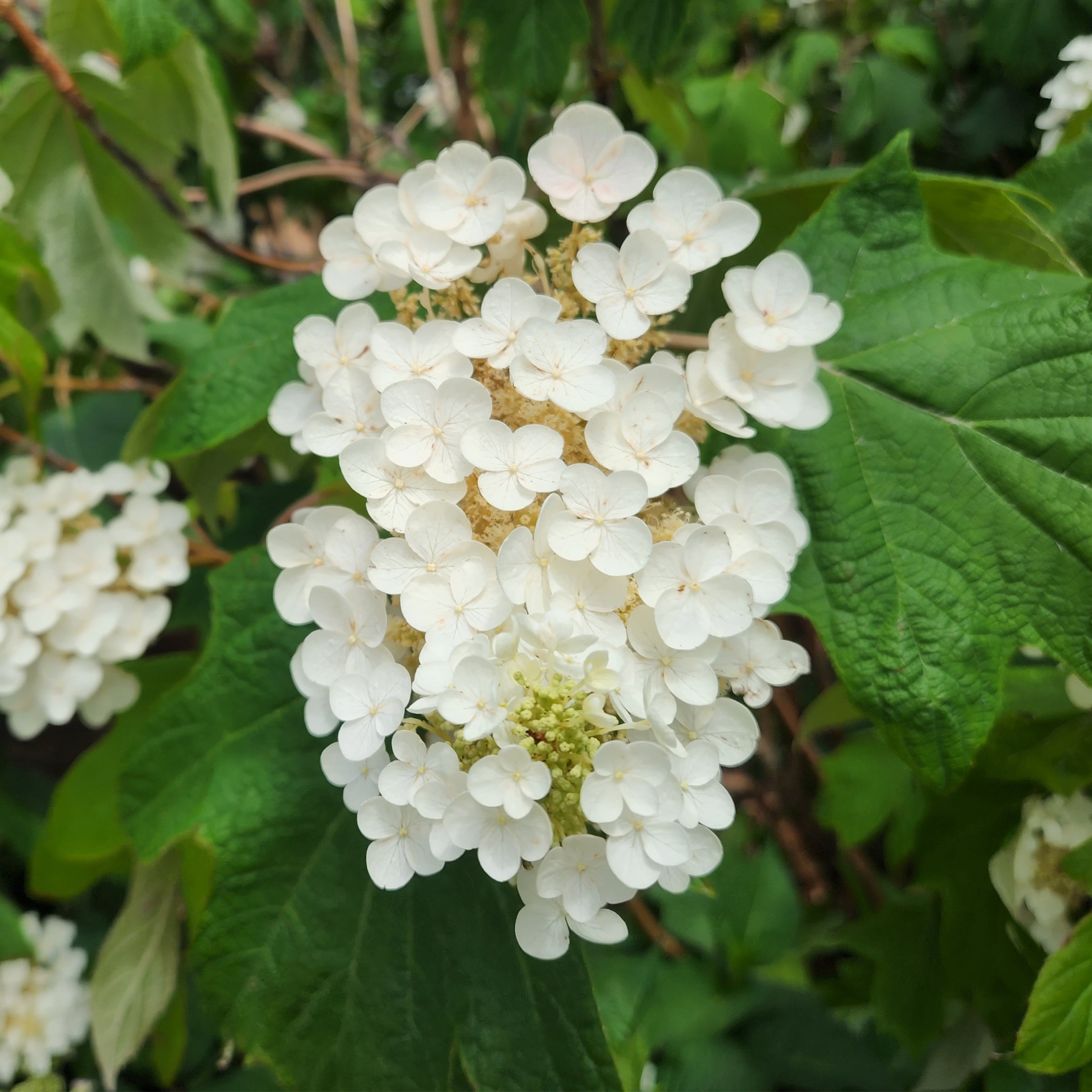 Snow Queen™ Oakleaf Hydrangea – Gasper Home & Garden