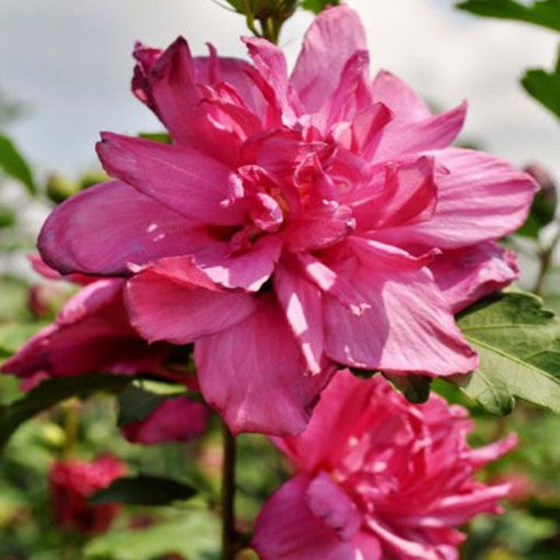 Buy Affordable Red Rose-of-Sharon - Arbor Day Foundation