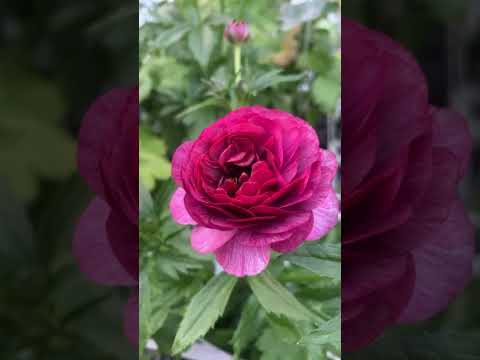 ラナンキュラス ラックス】 ティーバ3.5号 | はなそうにんオゼジュン