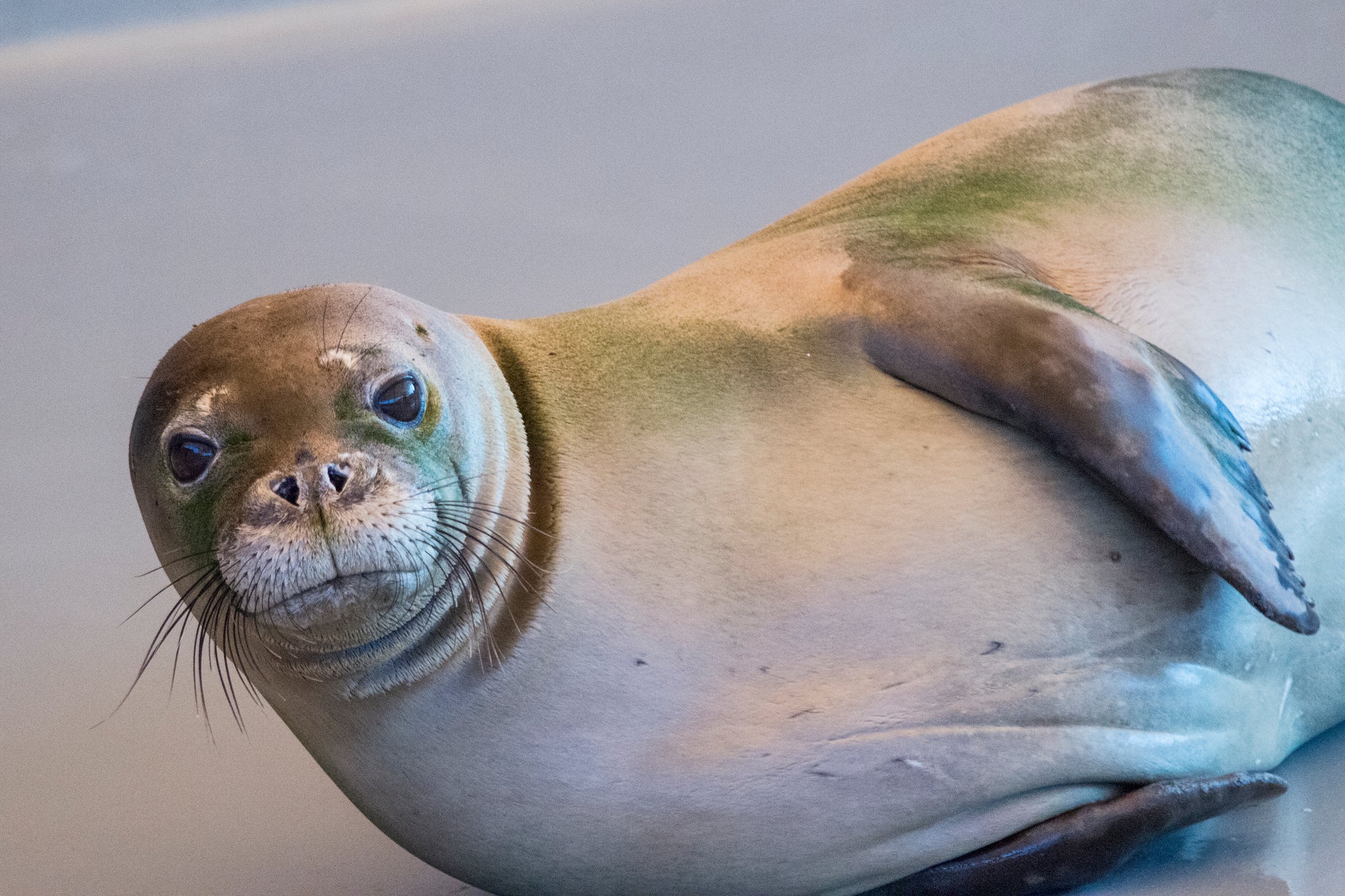 Adopt-a-Seal® - RH38 - Exclusive Digital Download! – The Marine