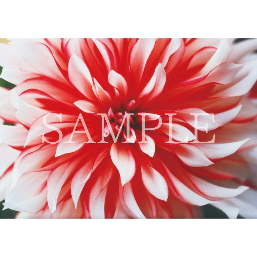 美品 ルナパパDVDパンフレット、フライヤー、ポストカードセット