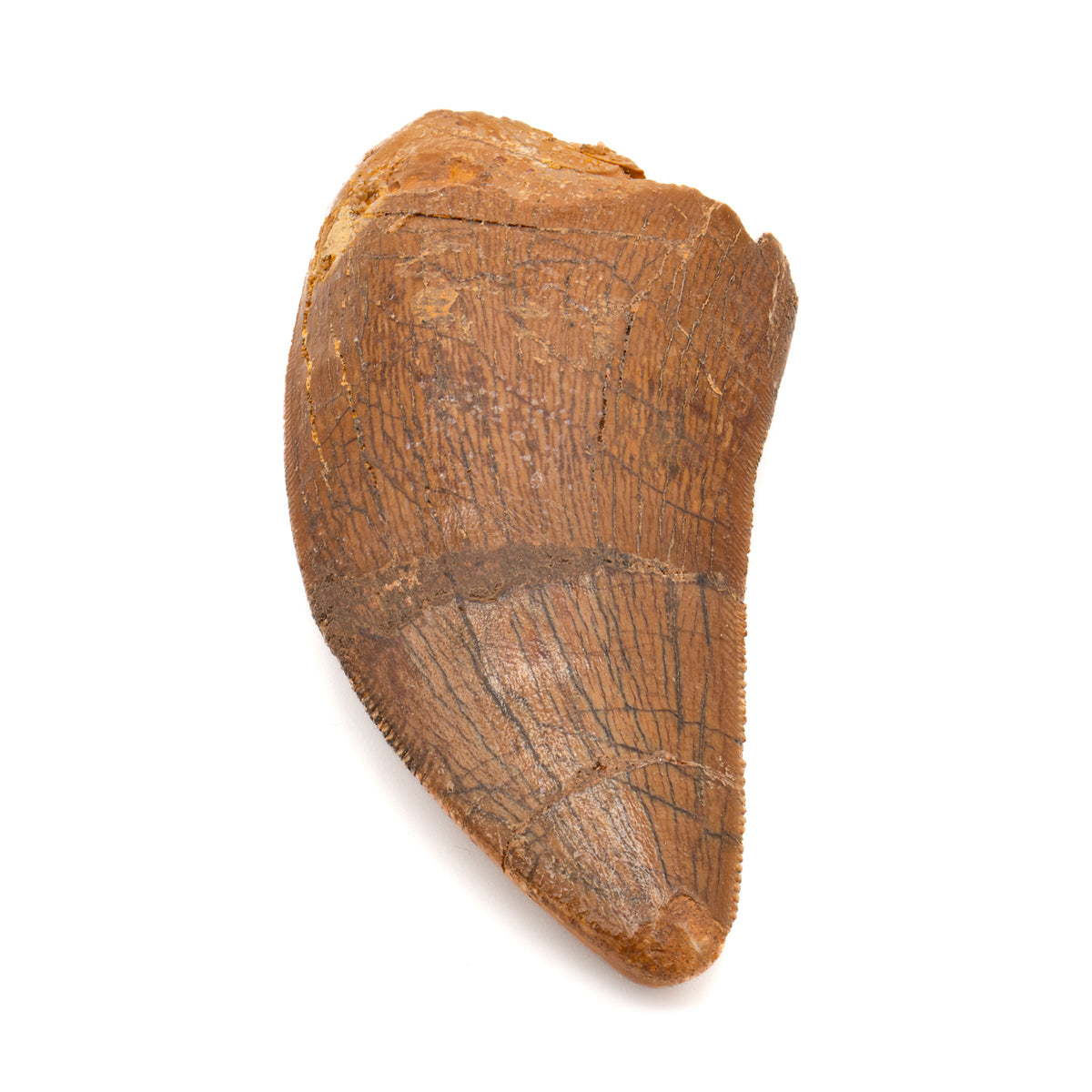 Carcharodontosaurus Tooth - SOLD 2.37