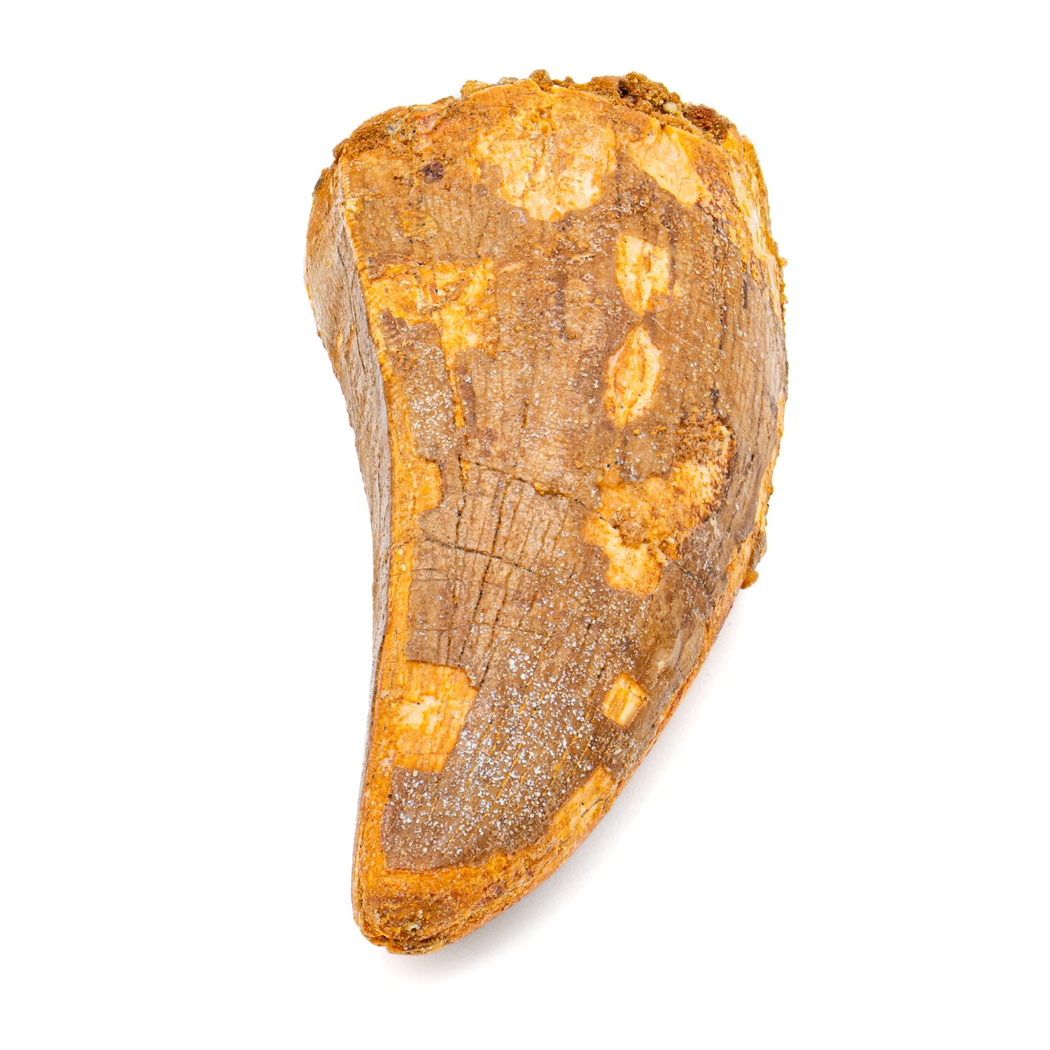 Carcharodontosaurus Tooth - SOLD 2.386