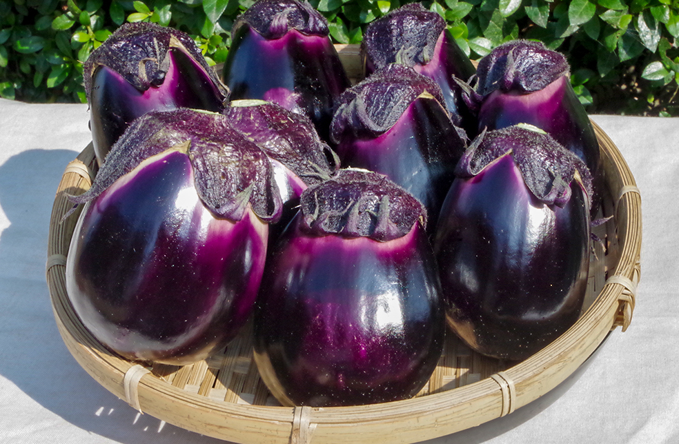 新潟直送計画】新潟県産なす 黒十全茄子 – やまちゃん農園