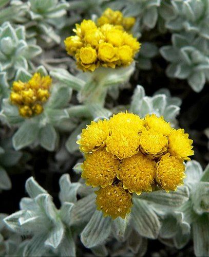 ヘリクリサム（ Helichrysum）エッセンシャルオイル – aromafactory