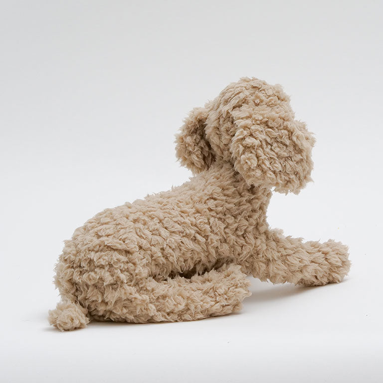 テディプードル ベージュ | DOGBASE YOKOHAMA