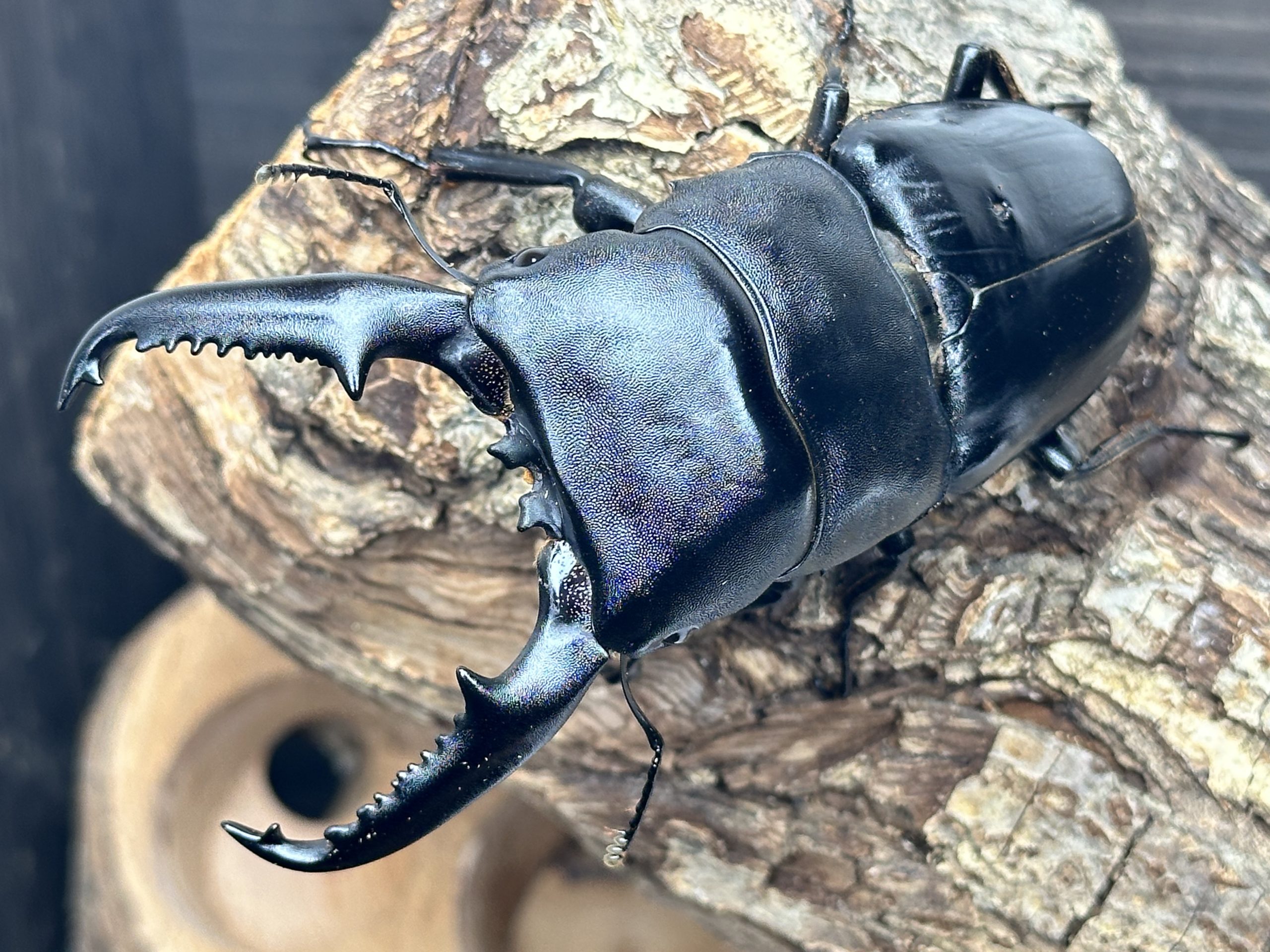 パラワンオオヒラタクワガタ ♂102.9㎜ 単品 | EVERNOTHING ONLINE SHOP