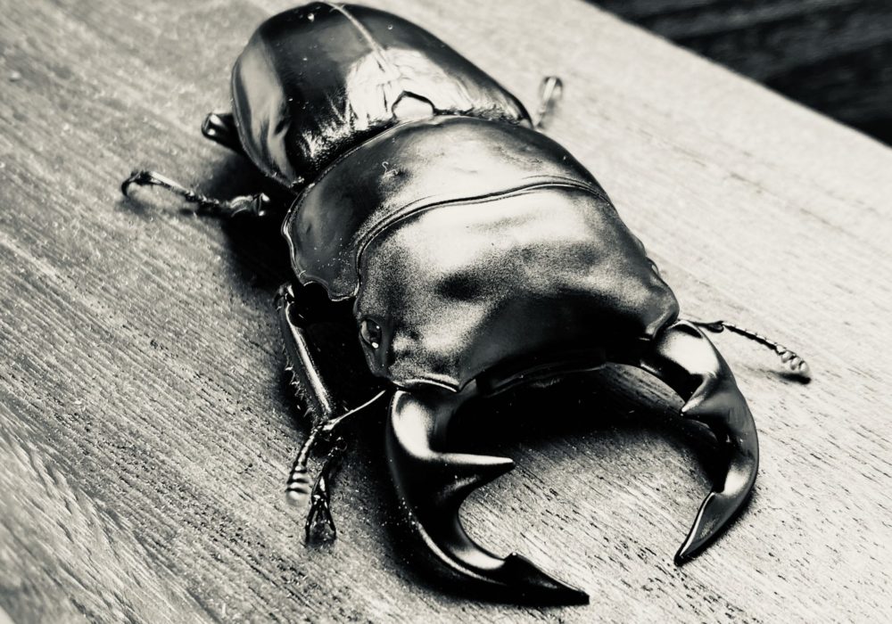 EVERNOTHING ONLINE SHOP | クワガタ販売 こだわりの生体・飼育用品の販売