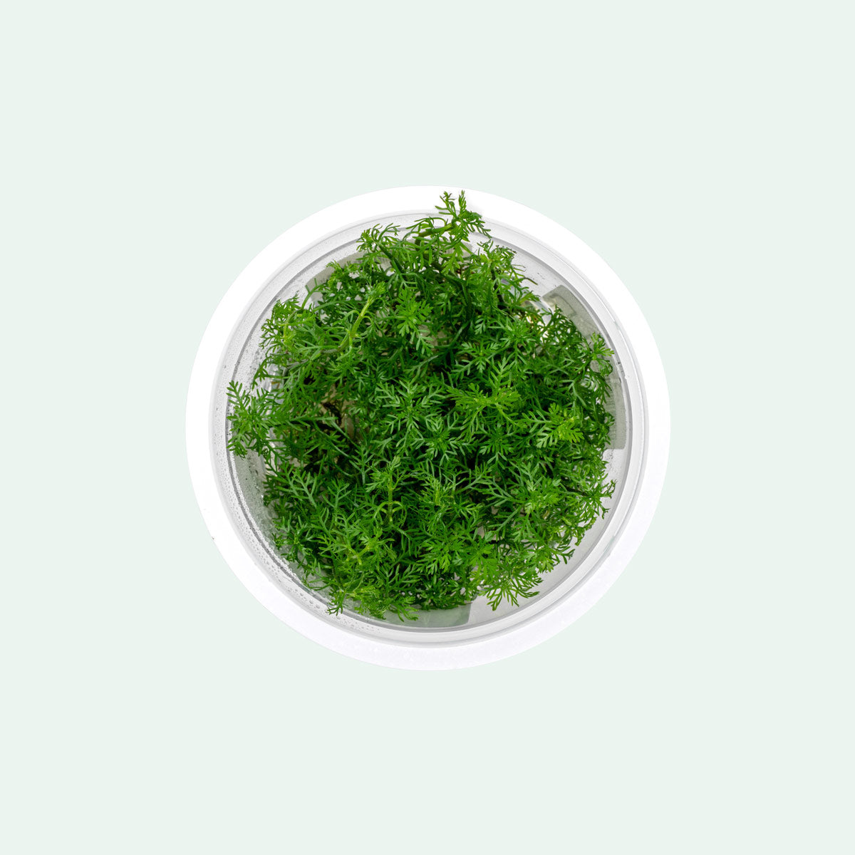 Myriophyllum Mattogrossense Live Aquatic Plant | Glass Aqua