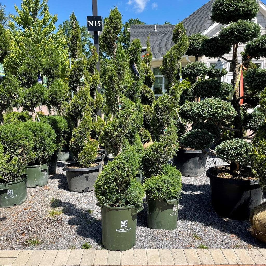 Juniper - Mint Julep Spiral - 7 gallon