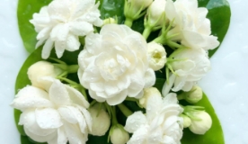 No.3 Royal Jasmine オーデパルファム 8ml(8ml): クレイジージャスミン