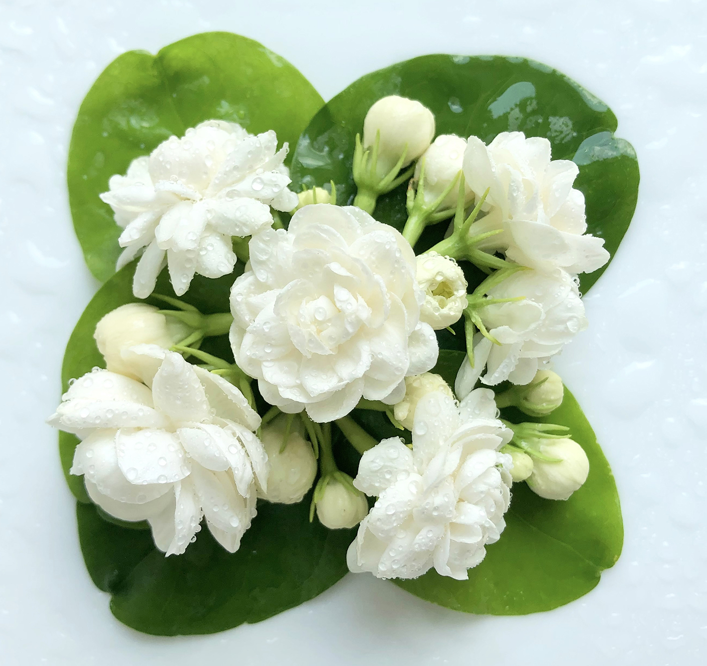 No.2 Jasmine Green オーデパルファム 8ml(8ml): クレイジージャスミン