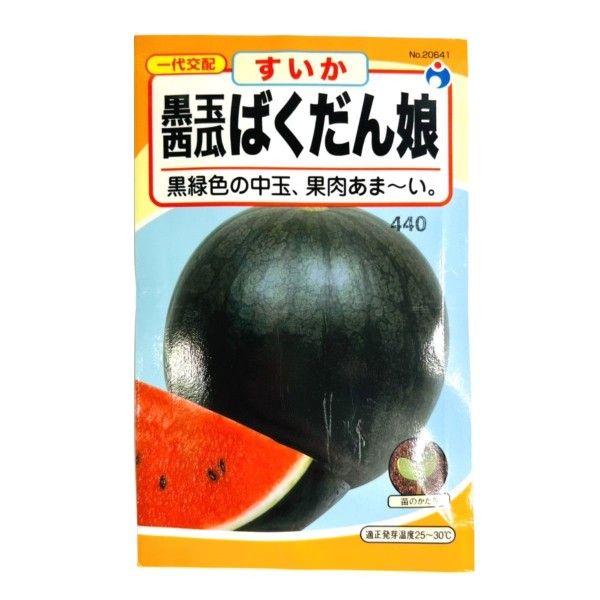 一代交配） 黒緑色の中玉、果肉あま～い 「黒玉西瓜ばくだん娘（すいか