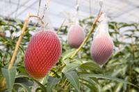 JA宮崎中央産マンゴー「完熟マンゴー」Aクラス4Lサイズ1個入りパック