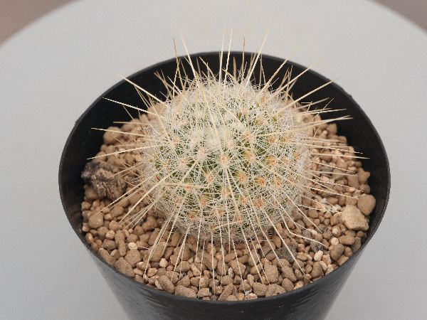 多肉植物・サボテン販売～PICO庵～ / サボテン