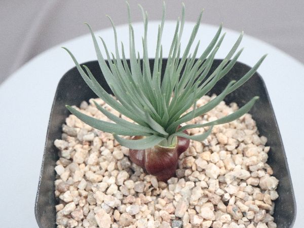 多肉植物・サボテン販売～PICO庵～ / Gethyllis namaquensis（ゲチリス
