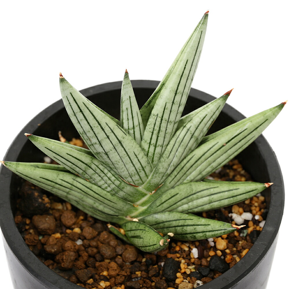 楽天市場】（多肉植物）サンスベリア アブリティアナ 6号（1鉢