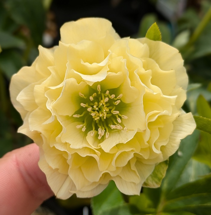 楽天市場】【現品】クリスマスローズ 多弁ダブル咲き クリーム