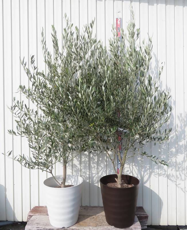 楽天市場】【現品】オリーブの木 バロウニ 10号鉢植え 樹高1.7m 苗木