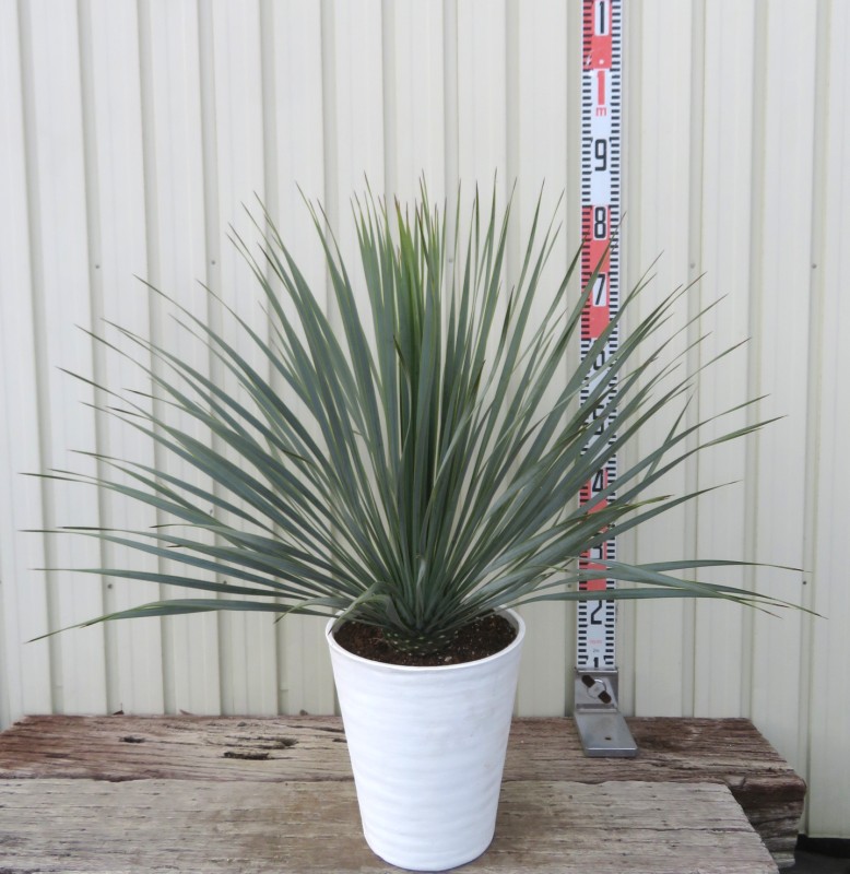 楽天市場】【現品発送】ユッカ リギダ 12号鉢植え H60cm【産直