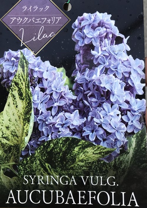 楽天市場】ライラック プレジデントグレビー 接木2年生 1本 : e-フラワー